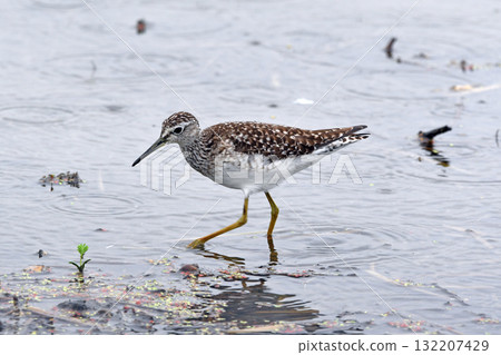 Takabushigi Takabushigi 132207429