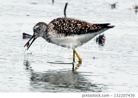 A wood snipe eating food. A wood snipe eating food. 132207430