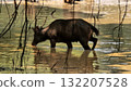 This scene is framed by overhanging tree branches and vines, showcasing a herd of brown sambar deer standing and cooling off in the shallow, murky water of a pond adjacent to a bank of dark mud. 132207528