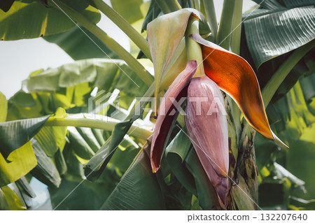 Banana blossom growing naturally on a banana tree. 132207640