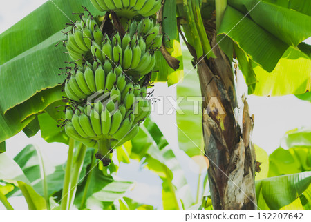 Banana tree with bunch with raw green bananas fruit. Banana tree with bunch with raw green bananas fruit. 132207642