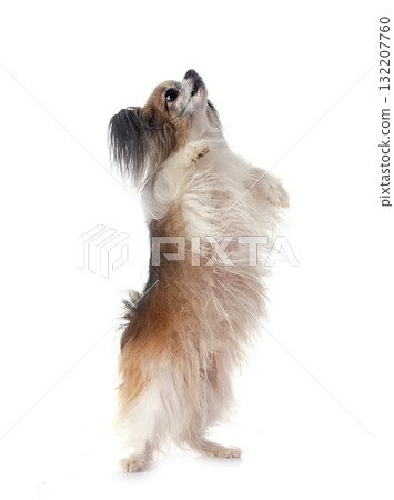 papillon dog in studio papillon dog in studio 132207760