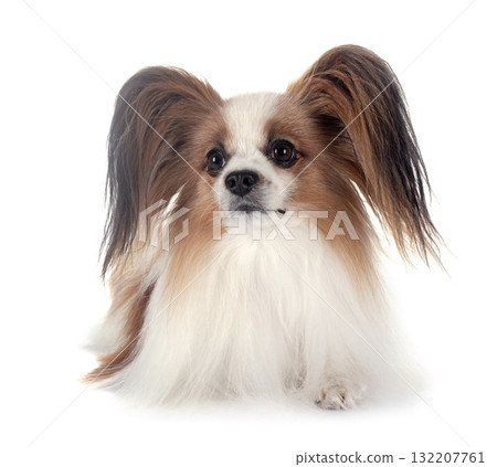 papillon dog in studio papillon dog in studio 132207761