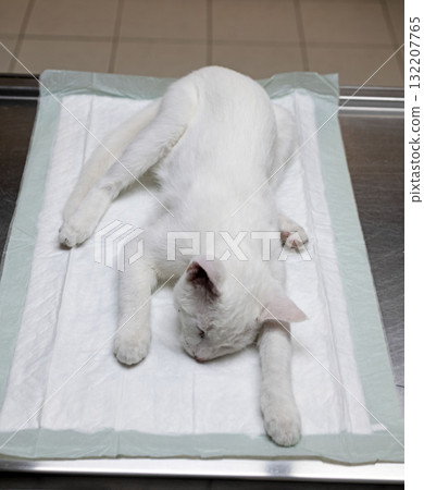 cat sterilization and vet cat sterilization and vet 132207765