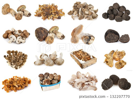 group of mushrooms group of mushrooms 132207770