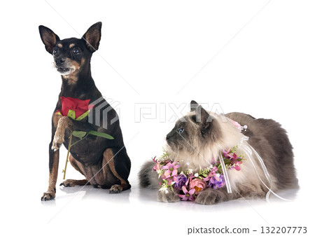siberian cat and pinscher in studio siberian cat and pinscher in studio 132207773
