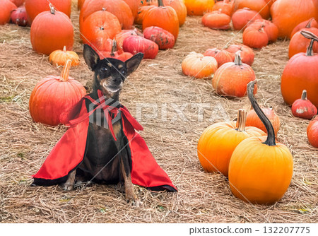 miniature pinscher in studio miniature pinscher in studio 132207775