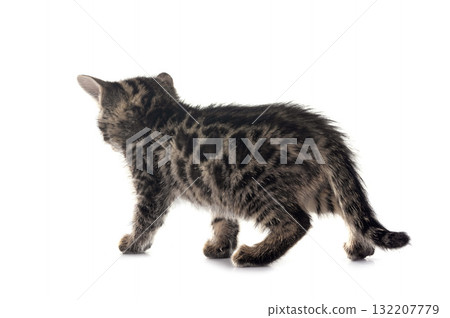 bengal kitten in studio 132207779