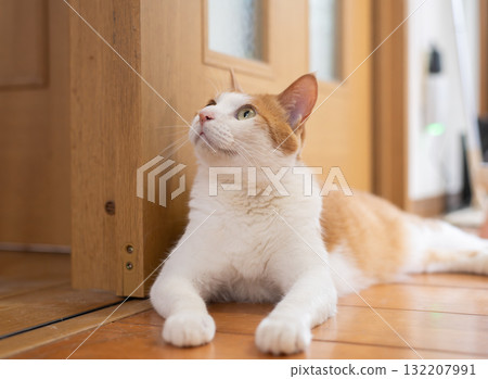 A cute cat lying down and relaxing - brown tabby and white 132207991
