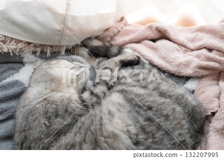 Sabatra cat sleeping by the window 132207995