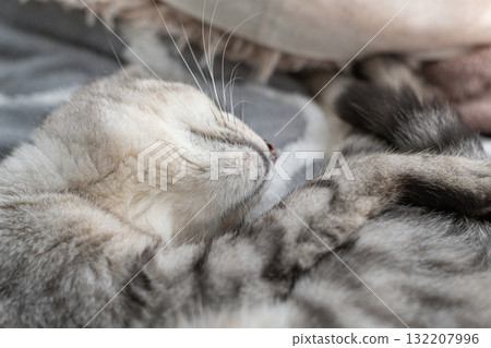 Sabatra cat sleeping by the window 132207996
