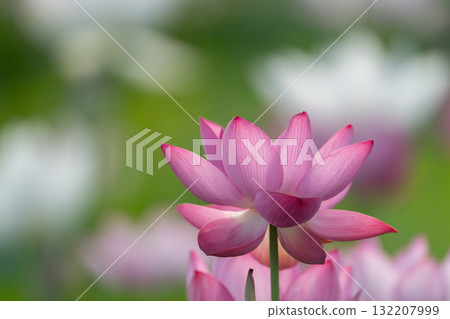 蓮花 蓮花 132207999