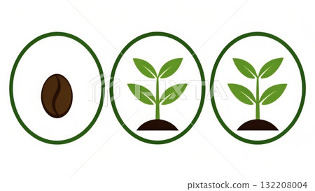 Coffee bean growth stages illustrated in a simple design showcasing seed to sprout process 132208004