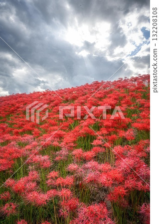 Blue sky and a bank of blooming red spider lilies 132208108