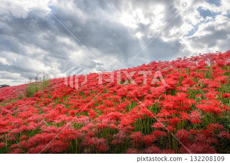 藍天和盛開的紅花 132208109