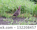 Female pheasant. 132208457