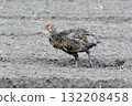 Young pheasant. 132208458