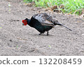 Male pheasant. 132208459