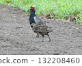 Male and young pheasant. 132208460