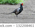 Male pheasant. 132208461
