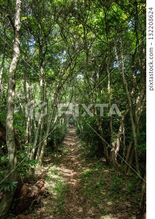 夏季爬山風景，綠樹成蔭 132208624
