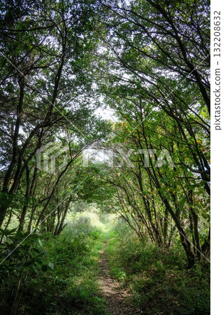 Summer mountain climbing scenery with lush greenery 132208632