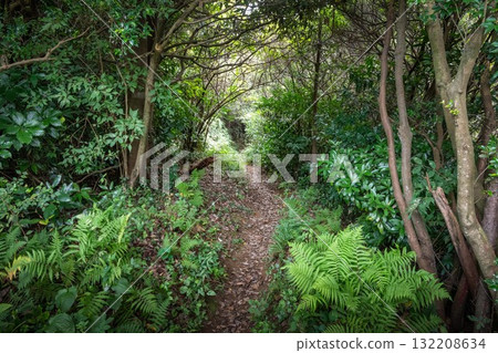 Summer mountain climbing scenery with lush greenery 132208634