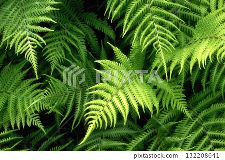 Summer mountain climbing scenery with lush greenery Summer mountain climbing scenery with lush greenery 132208641