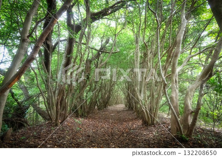 Summer mountain climbing scenery with lush greenery Summer mountain climbing scenery with lush greenery 132208650