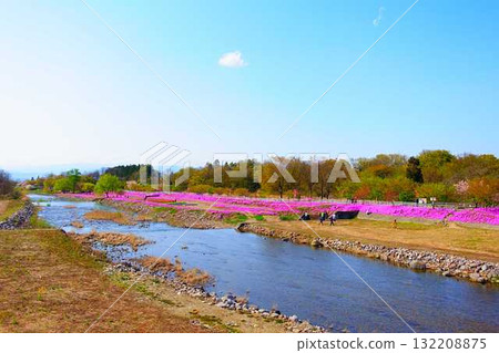 Moss Phlox, Shibazakura, Tachiya River, Cherry Blossoms, Yamagata City Moss Phlox, Shibazakura, Tachiya River, Cherry Blossoms, Yamagata City 132208875
