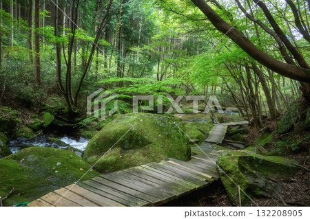 Fresh greenery in Takigawa Valley 132208905