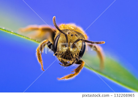 Close-up image of a sweat bee Close-up image of a sweat bee 132208965
