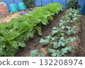種植後20天的家庭花園 種植後20天的家庭花園 132208974
