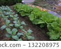 種植後20天的家庭花園 種植後20天的家庭花園 132208975