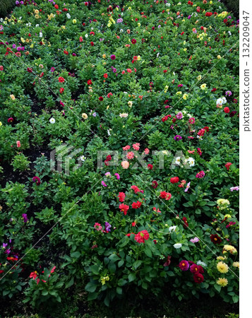 Colorful dahlias blooming in a lush garden copy space 132209047