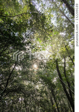 夏日晨霧繚繞的登山風景 夏日晨霧繚繞的登山風景 132209189