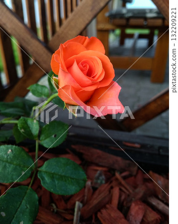 Blooming orange rose growing in a garden pot 132209221