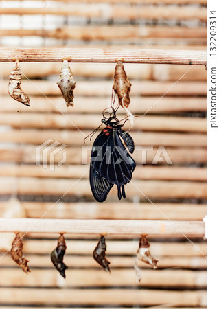 Swallowtail butterfly emerging from chrysalis, metamorphosis process in botanical garden Swallowtail butterfly emerging from chrysalis, metamorphosis process in botanical garden 132209314