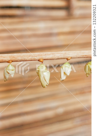 Butterfly cocoons chrysalises hanging, waiting for transformation in prague botanical garden 132209321