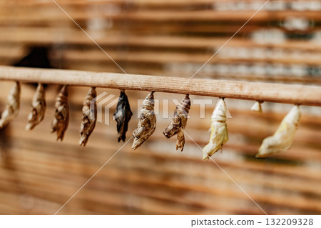 Butterfly chrysalises cocoons hanging, representing transformation and new life 132209328