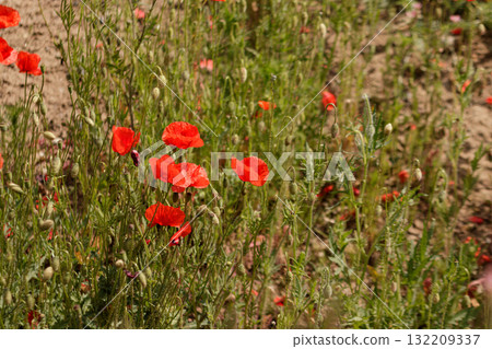 Red poppies blooming in summer field representing transformation of life Red poppies blooming in summer field representing transformation of life 132209337