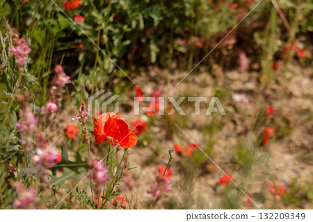 Red poppies blooming in prague botanical garden symbolizing transformation of life Red poppies blooming in prague botanical garden symbolizing transformation of life 132209349