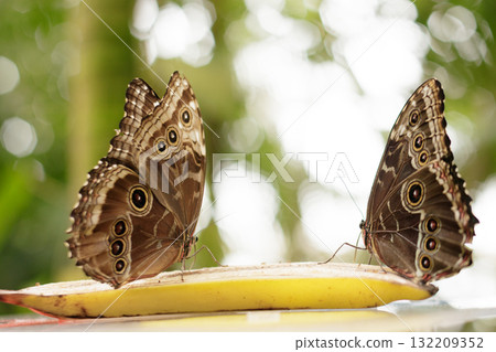 Two owl butterflies eating banana in botanical garden, prague 132209352
