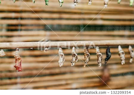 Butterfly Papilio cocoons hanging from a branch, transforming in prague botanical garden 132209354