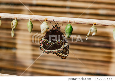 Emerging butterfly Morpho peleides hanging on branch with cocoons White Morpho, transformation of life, life cycle stages Emerging butterfly Morpho peleides hanging on branch with cocoons White Morpho, transformation of life, life cycle stages 132209357