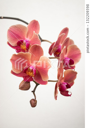Delicate pink orchid blossoms blooming on a white background copy space Delicate pink orchid blossoms blooming on a white background copy space 132209398