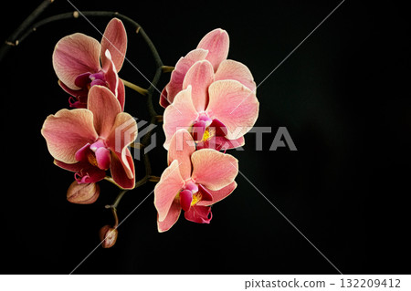 Pink moth orchids blooming on black background copy space Pink moth orchids blooming on black background copy space 132209412