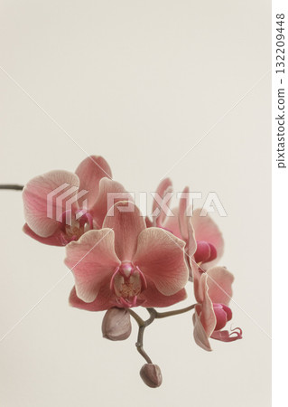 Delicate pink orchid blossoms on a neutral background copy space Delicate pink orchid blossoms on a neutral background copy space 132209448