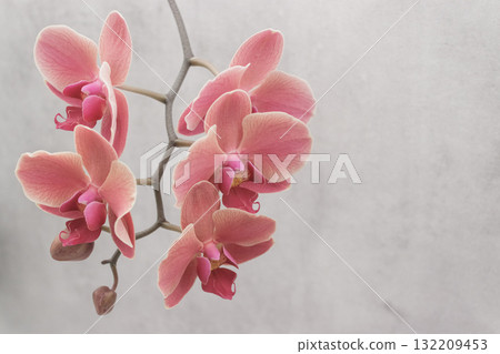 Delicate pink orchid blossoms on a neutral background copy space Delicate pink orchid blossoms on a neutral background copy space 132209453