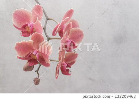 Pink orchid flowers blooming on gray background copy space Pink orchid flowers blooming on gray background copy space 132209468